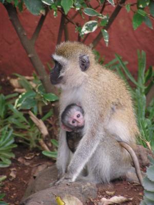 Monkeys - Amboseli
