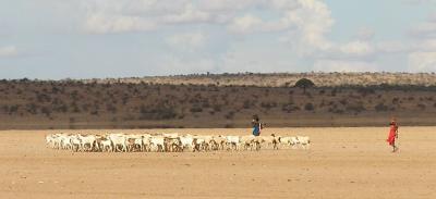 Masai tribesman leading their goats from watering hole.JPG