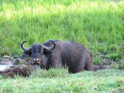  Cape Buffalo