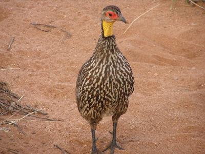 Guinea Fowl