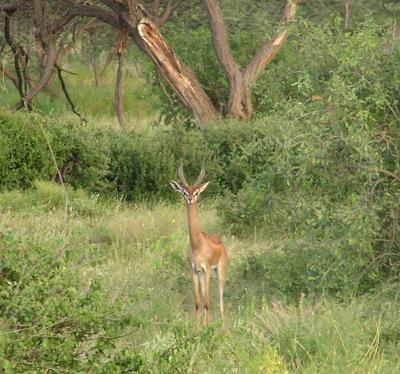 Gerenuk, Somali word for giraffe-neck