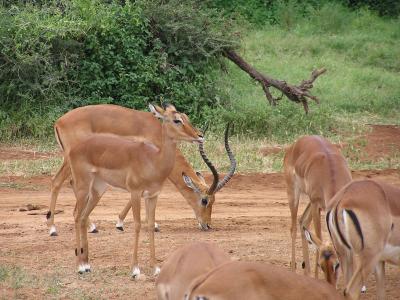 Impala buck with some of his harem