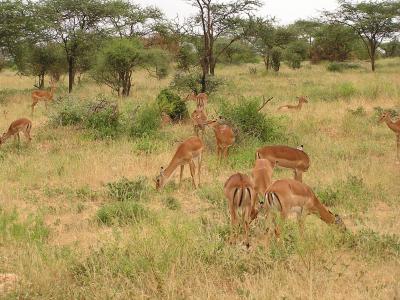Impala buck's will have many females