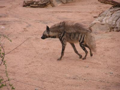 The striped hyena turns heads off empty handed