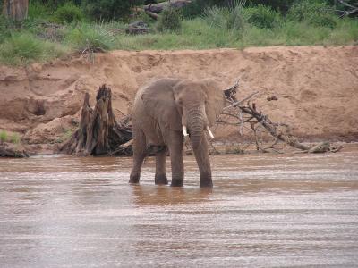 Elephants - Samburu