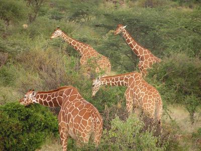 Giraffe - Samburu