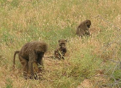 Monkeys - Samburu