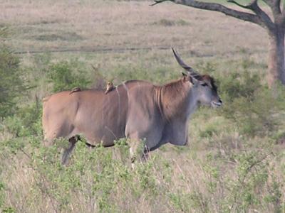 Elund - largest antelope