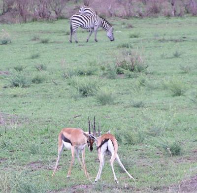 gazelle locking horns