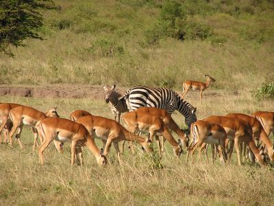 grazing buddies