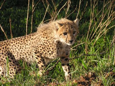 Cats - Masai Mara