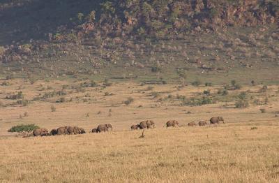 Big herd headed for water hole