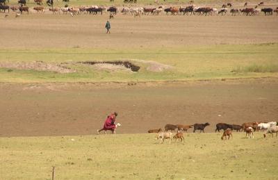 Masai tending the cattle