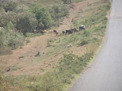 Roadside Masai herd