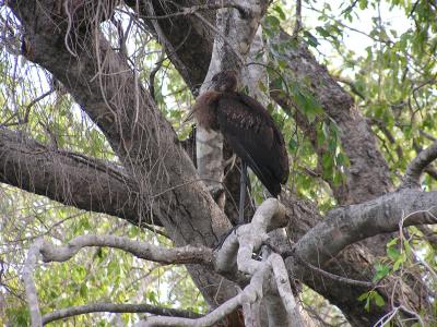 Open billed stork1