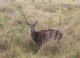 Femal waterbuck