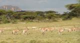 Herd of Oryx