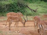 Impala buck with some of his harem