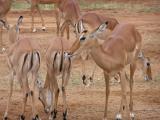 Impala chicks