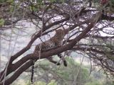 Mr. Leopard sleeping off his dinner