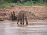 Big Male Elephant crossing the river.JPG