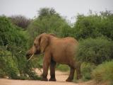 Male elephants are very destructive.JPG