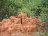 Pygmy Mongoose on a termite hill.JPG