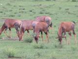 Topi Antelope