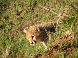 hiding next to the road