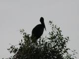 Open bill stork