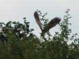 taking flight