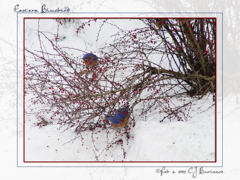 3 Male Eastern Bluebirds - 007