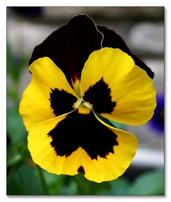 winter pansy