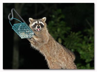 suet thief!