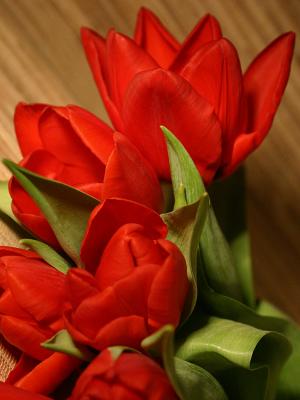 January 15 2004: Tulips are Red