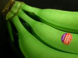 January 19 2004:<br> Unripe or Unripened?