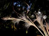 Grass Glass