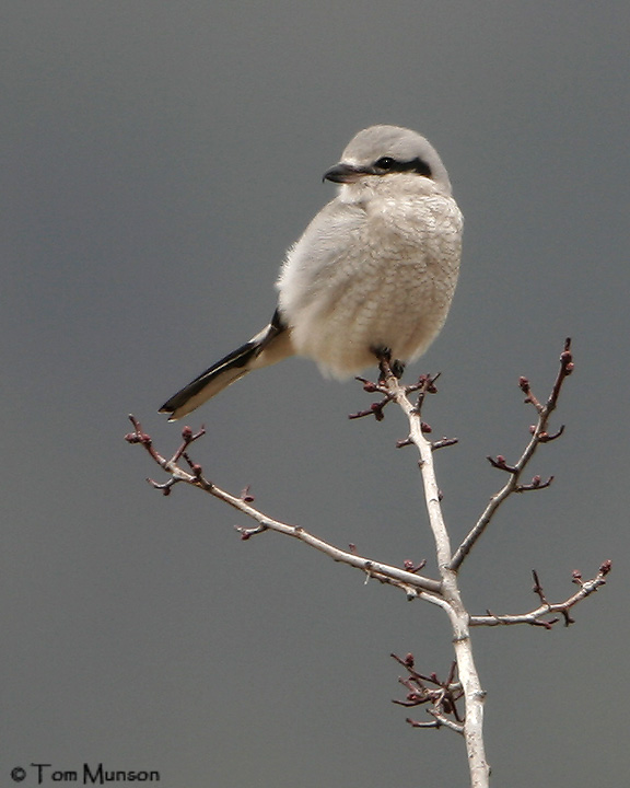 Northern Shrike (juv)