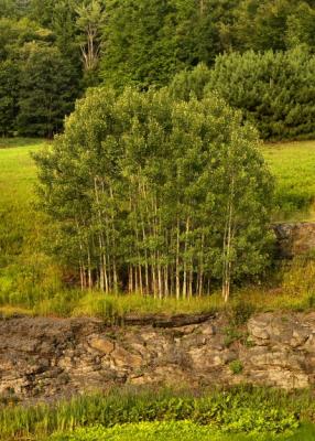 birch stand