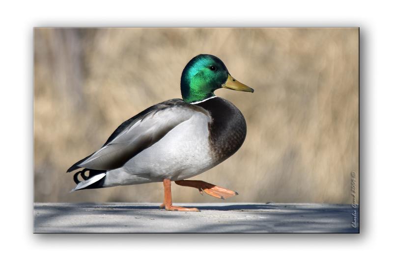 Mallard Drake...