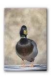 Mallard Drake...