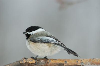 DSC_4368.jpg