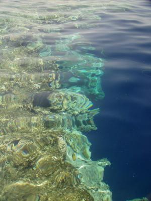 reef.JPG
