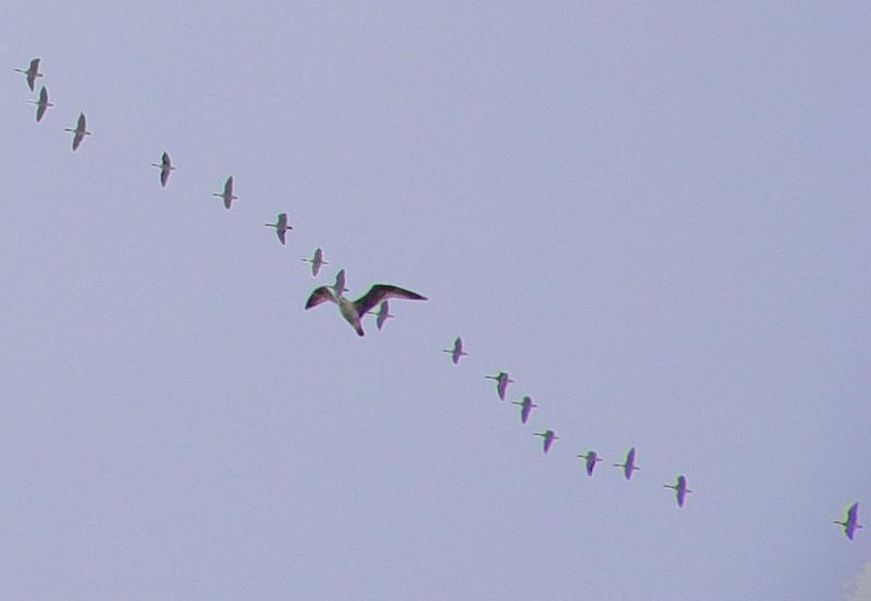 DSC04816_crop.JPG