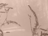 DSC00873.JPG