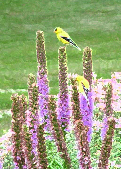 July 26, 2004<br>DSC06501_brush strokes.JPG