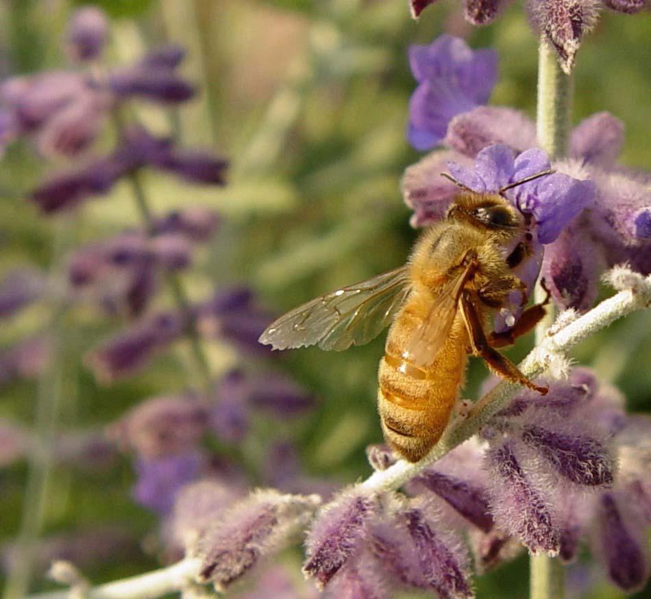 July 27, 2004<br><font size=2>Busy Bee</font><br>Day 82