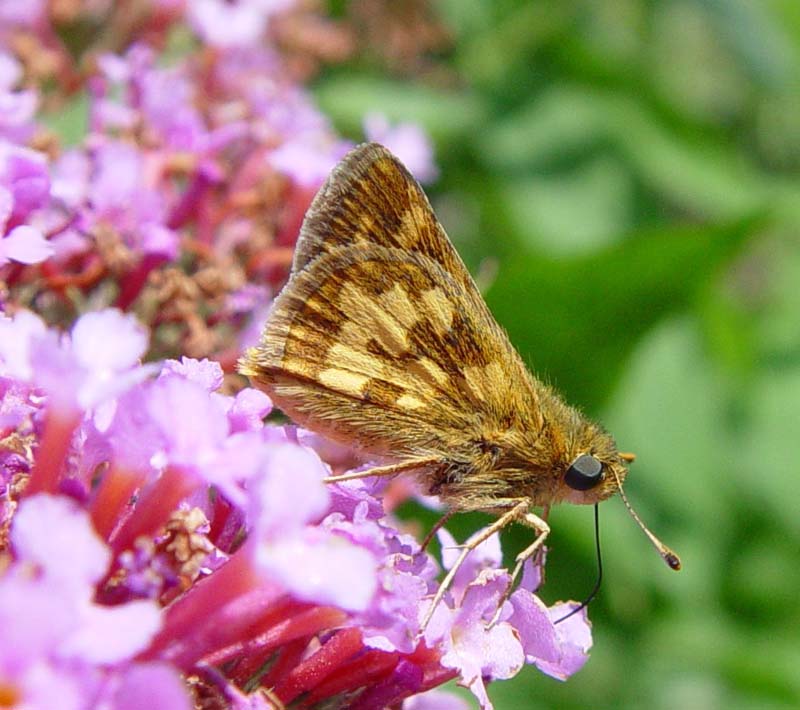 DSC07901.jpg