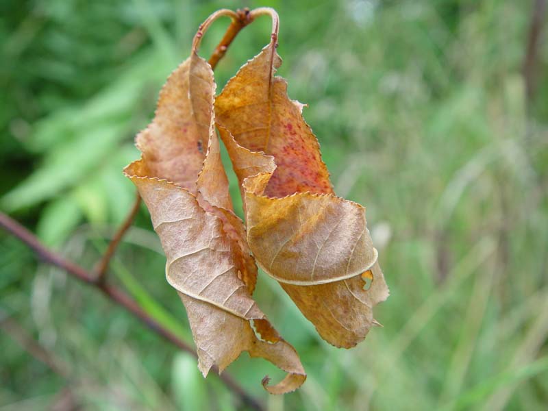 DSC07950.JPG