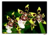 orchid4-064-F.jpg